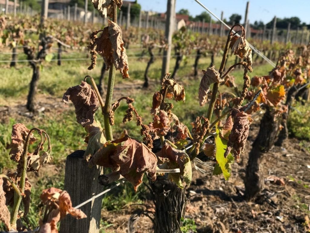 The dashing of dreams, damaged grapes